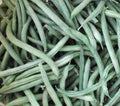 Provider Bush Bean Seeds, Heirloom 500+ Non-GMO Green Beans, Phaseolus vulgaris