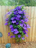 Blue Downy Clematis Seeds - 20 Hybrid Flower Seeds for Climbing Vine - Clematis macropetala