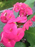 Thai Hybrid Crown of Thorns Cutting, Cherry Cobbler, Euphorbia milii Rooted Plant