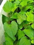 Live Bare Root Fish Mint Plants - Houttuynia Cordata Asian Herb - 10 Pack Diếp Cá