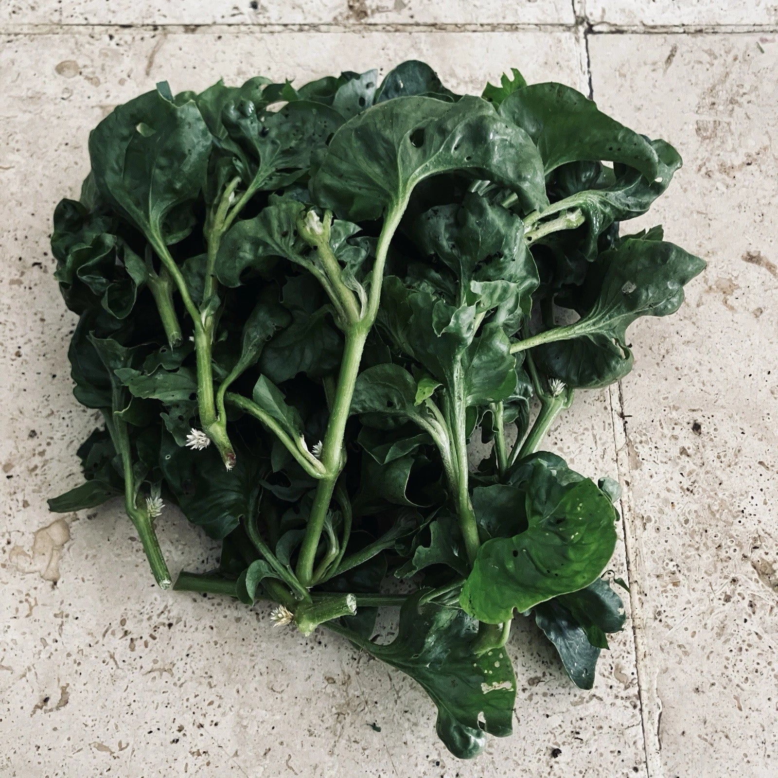 Hot Weather Spinach Collection - 12 Cuttings - Okinawa, Brazilian, Longevity - Edible Greens for Warm Climates