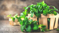 Spearmint & Peppermint Cuttings, 10++ Organic Herb Cuttings, Mentha, Fresh Culinary Plants