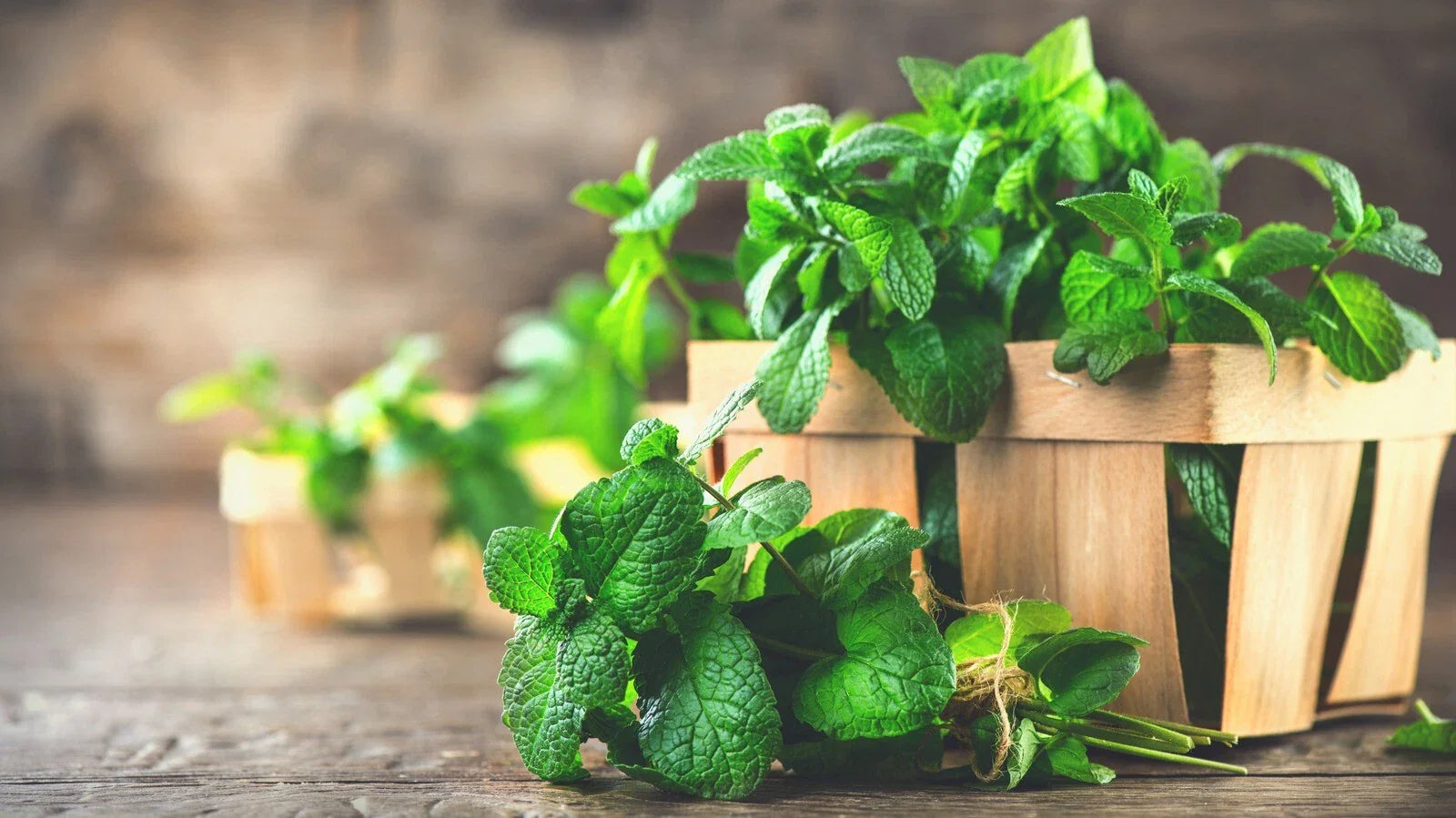 Spearmint & Peppermint Cuttings, 10++ Organic Herb Cuttings, Mentha, Fresh Culinary Plants
