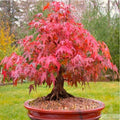 Red Japanese Maple Tree Seeds - 20 Pack, Acer Palmatum Atropurpureum, Bonsai Planting, Stunning Autumn Foliage