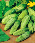 Wisconsin SMR-58 Cucumber Seeds - Organic Heirloom Pickling Variety - Non-GMO - 100+ Seeds