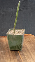 Echinocereus poselgeri Cactus Plant - Texas Native Purple Flowering Succulent