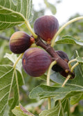 Olympian Fig Tree Live Bare Root Plant 16+ Inches Ficus carica 'Olympian' Cold Hardy to Zone 6-10 Sweet Purple Figs