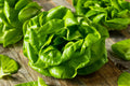 Buttercrunch Lettuce Seeds - 1100+ Non-GMO Heirloom Vegetable Seeds - Lactuca sativa