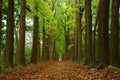 Rich Mahogany Tree Seeds - 5 Pack - Highly Valued Lumber - Swietenia macrophylla