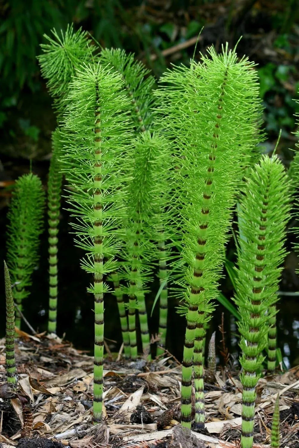 Horsetail Plant Cuttings - Equisetum - Aquatic Feature for Koi Pond - Natural Water Garden Decor