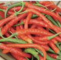 Cayenne Pepper Seeds 50+ Long Red Slim Hot Non-GMO Capsicum annuum USA Free Shipping