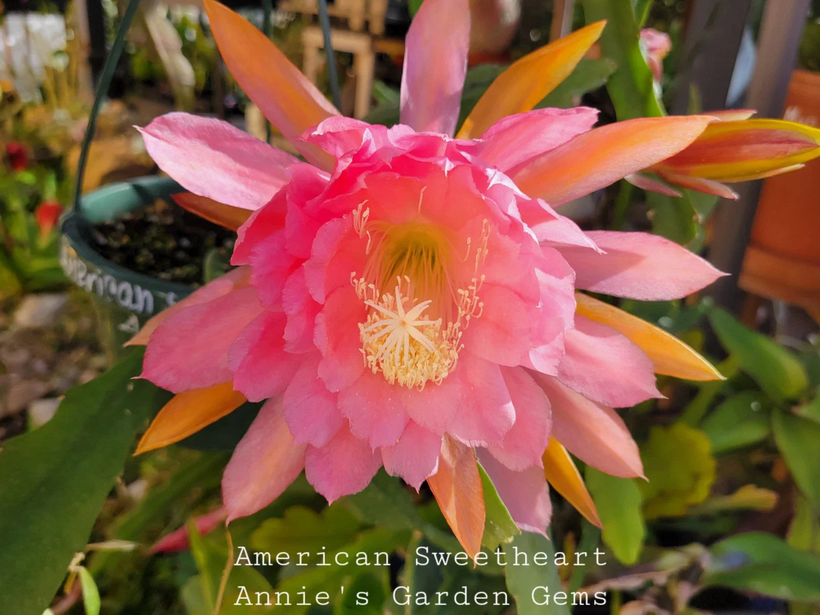 Unrooted Epiphyllum Cuttings - American Sweetheart - 8 to 10 Inches Long - Epiphyllum oxypetalum