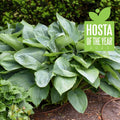 Hosta Plant 5.25" Pot Empress Wu Perennial Shade Proven Winners Hosta of the Year 2023 (Hosta sieboldiana)