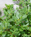 Green Purslane Seeds - 3000+ Heirloom Non-GMO Edible Herb - Portulaca oleracea - USA Grown