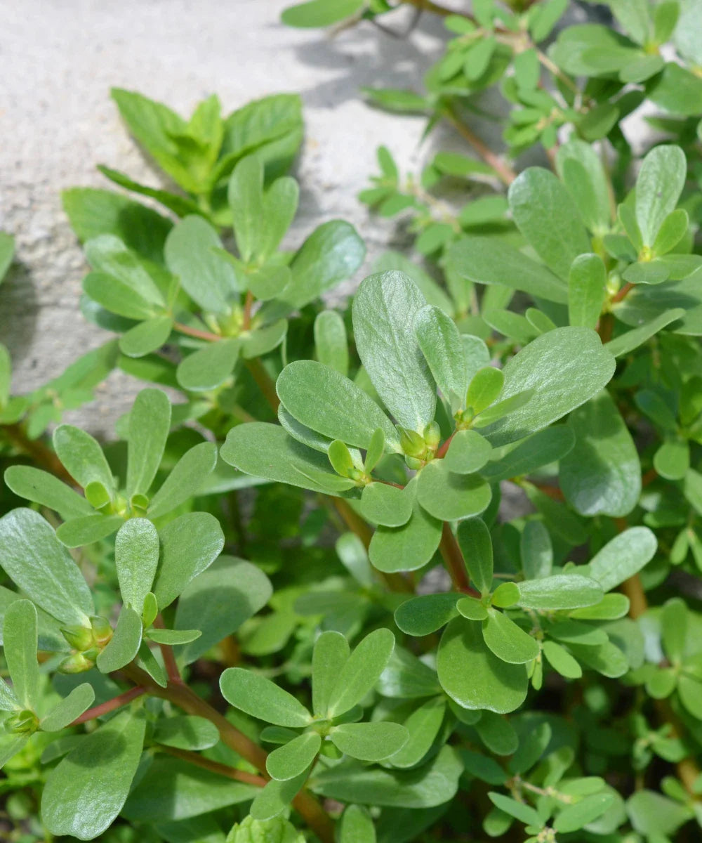 Green Purslane Seeds - 3000+ Heirloom Non-GMO Edible Herb - Portulaca oleracea - USA Grown