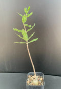 Fockea edulis Caudex - Rare Well-Rooted Succulent in 2" Pot - Unique Indoor Plant