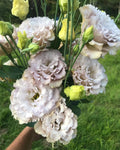 Lisianthus Plug Plant - Chateau Blue - Live Starter Plant with Rose-Like Blooms - Eustoma grandiflorum