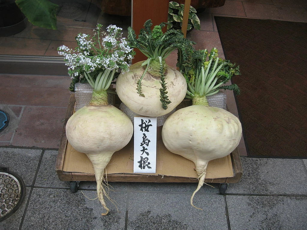 Sakurajima Mammoth Daikon Seeds - 300 Count, Largest Radish, Mild & Sweet Flavor, Raphanus sativus
