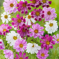 Cosmos Seeds Mix, 50 Seeds, Colorful Flower Variety, Cosmos bipinnatus