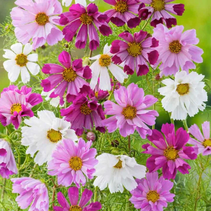 Cosmos Seeds Mix, 50 Seeds, Colorful Flower Variety, Cosmos bipinnatus