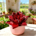 Rare Succulent 2.5" Bare Root Live Plant - Easy Care Indoor Home Décor Gift - Perfect for Plant Lovers