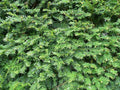 Yew Cuttings Set 12+ Dark Green Spreader Evergreen Shrub Taxus x media