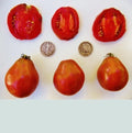 Japanese Black Trifele Tomato Seeds - Rich, Complex Flavor - +25 Seeds - Heirloom Variety for Home Gardening