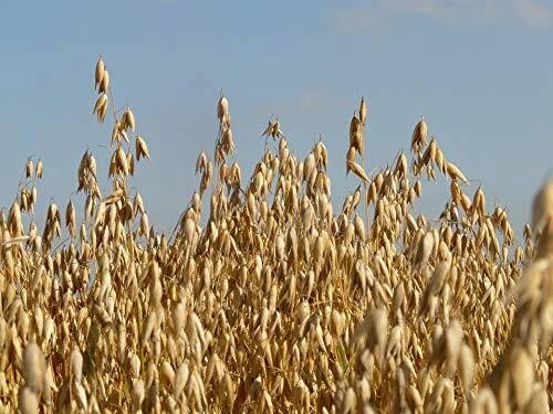 Whole Oat Seeds 10 lb - Wildlife Food Plot Cover Crop, Avena sativa for Deer and Wildlife Habitat
