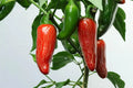 Early Jalapeno Pepper Seeds 50+ Heirloom Non-GMO Fresh Capsicum annuum