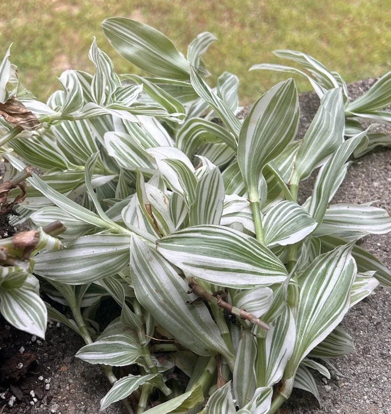 Tradescantia Cuttings - Green and White Variegated - Tradescantia fluminensis