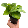Pothos Plant - Global Green Variety - Easy Care Houseplant - Epipremnum aureum