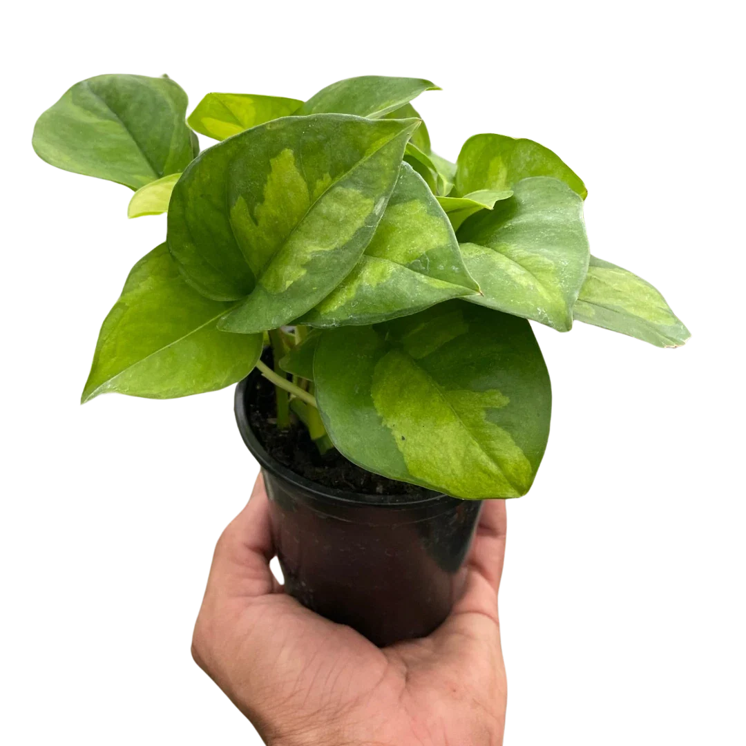 Pothos Plant - Global Green Variety - Easy Care Houseplant - Epipremnum aureum