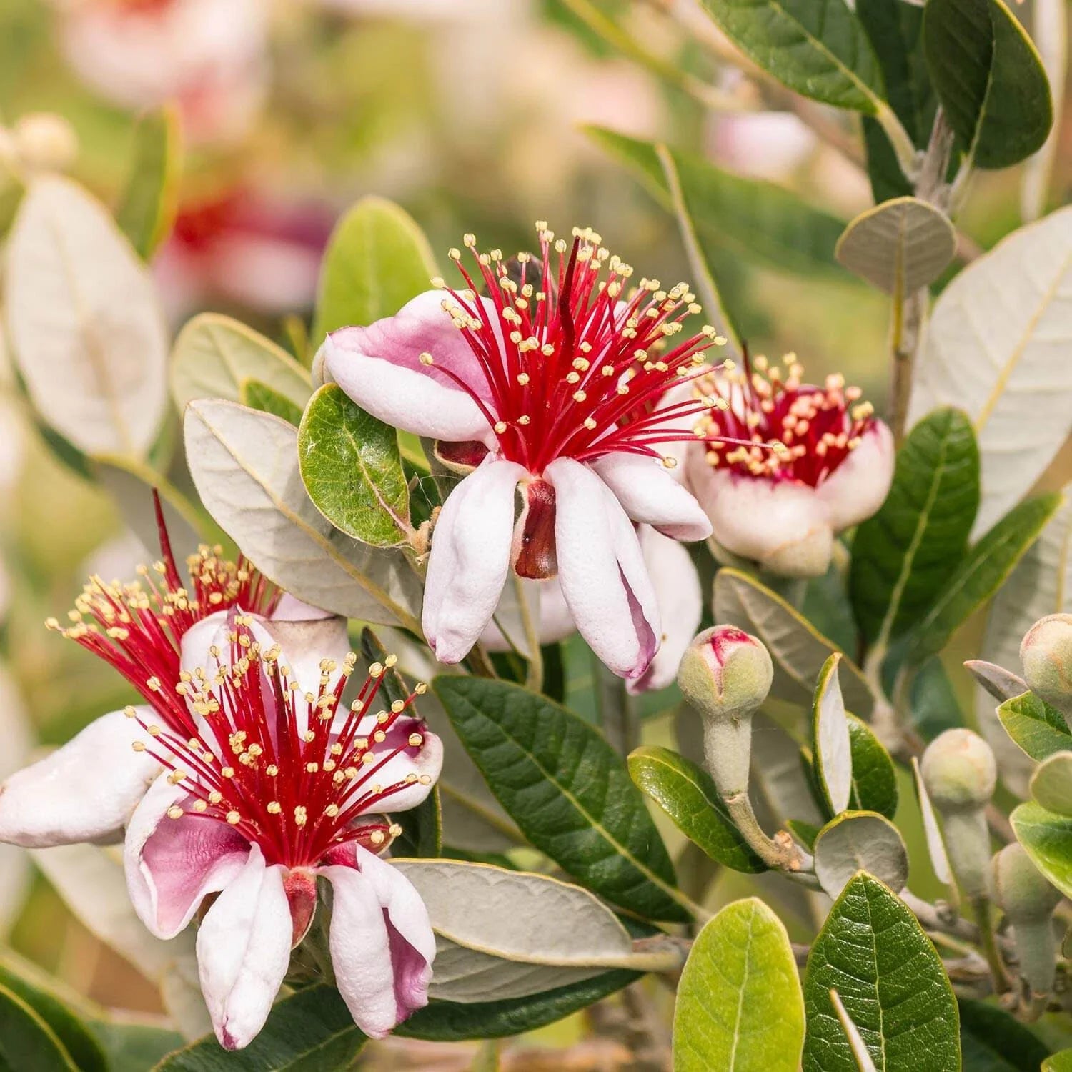 Pineapple Guava Seeds - 50+ Seeds for Garden Planting - Feijoa sellowiana - USA Grown, Free Shipping