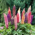 25+ Russell Mix Lupine Seeds for Garden Planting - Lupinus polyphyllus - USA Grown, Free Shipping