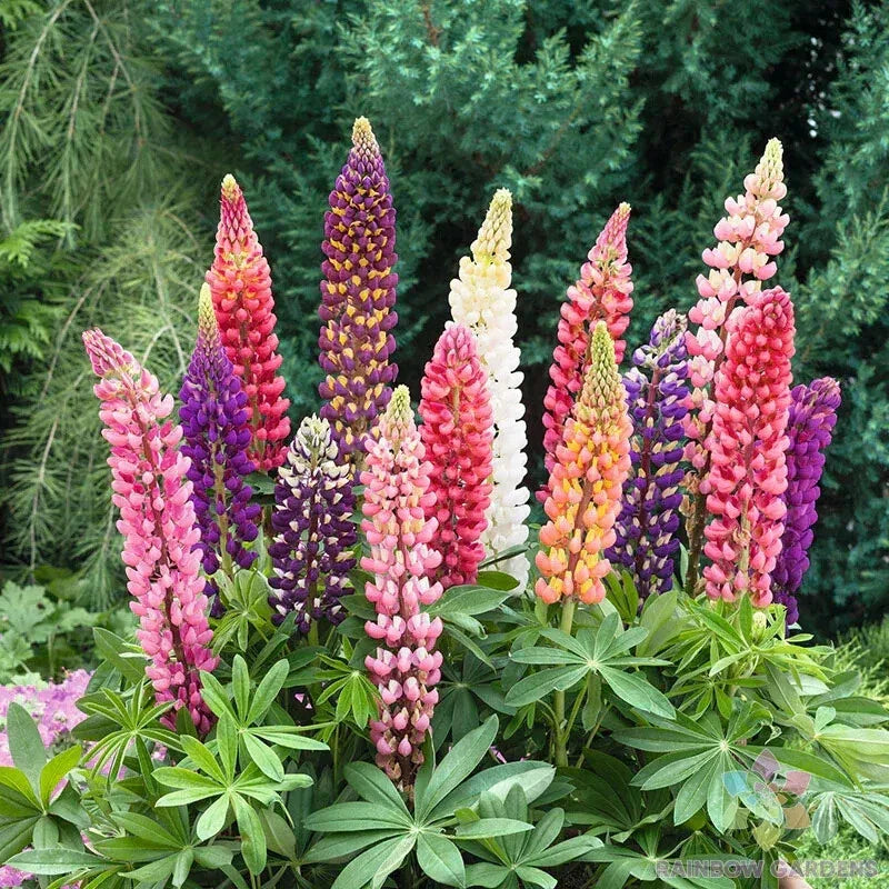 25+ Russell Mix Lupine Seeds for Garden Planting - Lupinus polyphyllus - USA Grown, Free Shipping