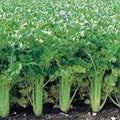 Celery Seed 50 Seeds Utah Tall Heirloom Non-GMO Gardening Seed Apium graveolens