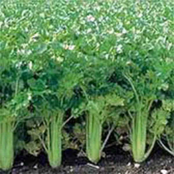 Celery Seed 50 Seeds Utah Tall Heirloom Non-GMO Gardening Seed Apium graveolens