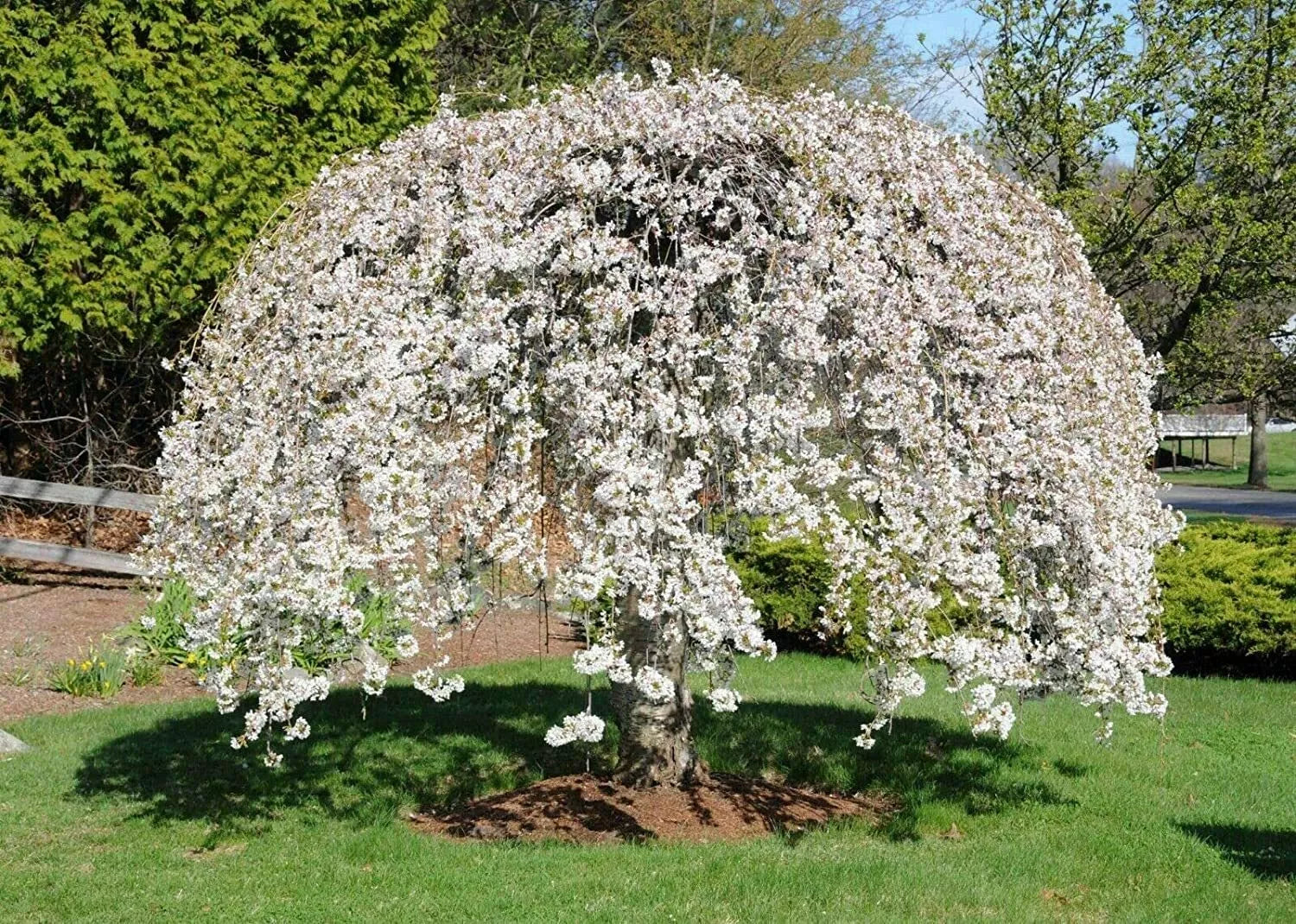Weeping Yoshino Cherry Tree 24-36 IN Live Plant Prunus x yedoensis 'Shidare Yoshino' Bare Rooted Well Rooted Whips