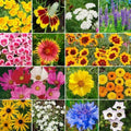 Bird & Butterfly Flower Garden Seed Mix - Heirloom Non-GMO 1000 Seeds - Pollinator-Friendly Mix for Wildlife
