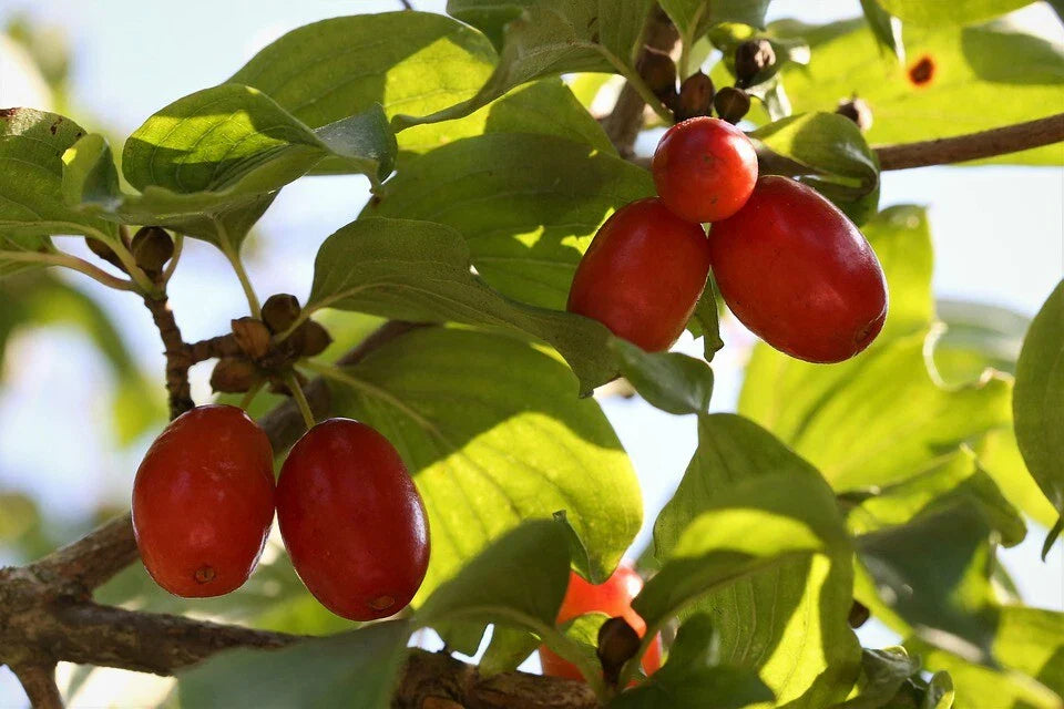Cornelian Cherry Seeds - 15 Pack - Cornus mas - Hardy Fruit Tree Seeds for Home Garden Planting