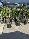 Organic Dragon Fruit Cuttings - 12 Pack, 5 Inches - Fresh Hylocereus Undatus