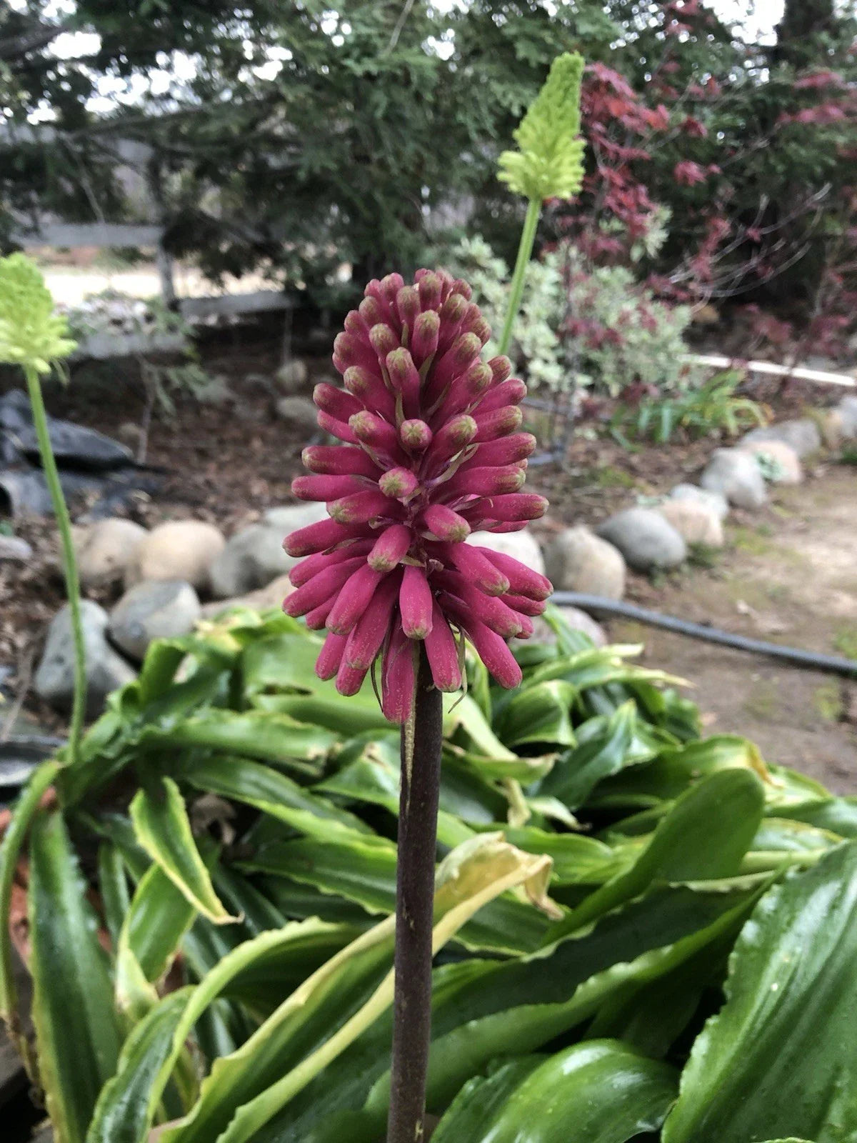 Velthemia bracteata Bulbs - Large Seed Grown Tropical Plant for Garden or Indoor Use
