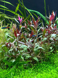 Telanthera Plant 5" Pot Roseafolia Alternanthera reineckii Easy Live Aquatic Plant