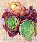 Aeonium Cuttings Set of 4 - 6" Diameter - Varied Colors - Succulent Plants (Aeonium spp.)