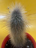 Thrixanthosereus Cullmanianus Cactus Plant | Unique Succulent Variety | Indoor/Outdoor Cactus Decor