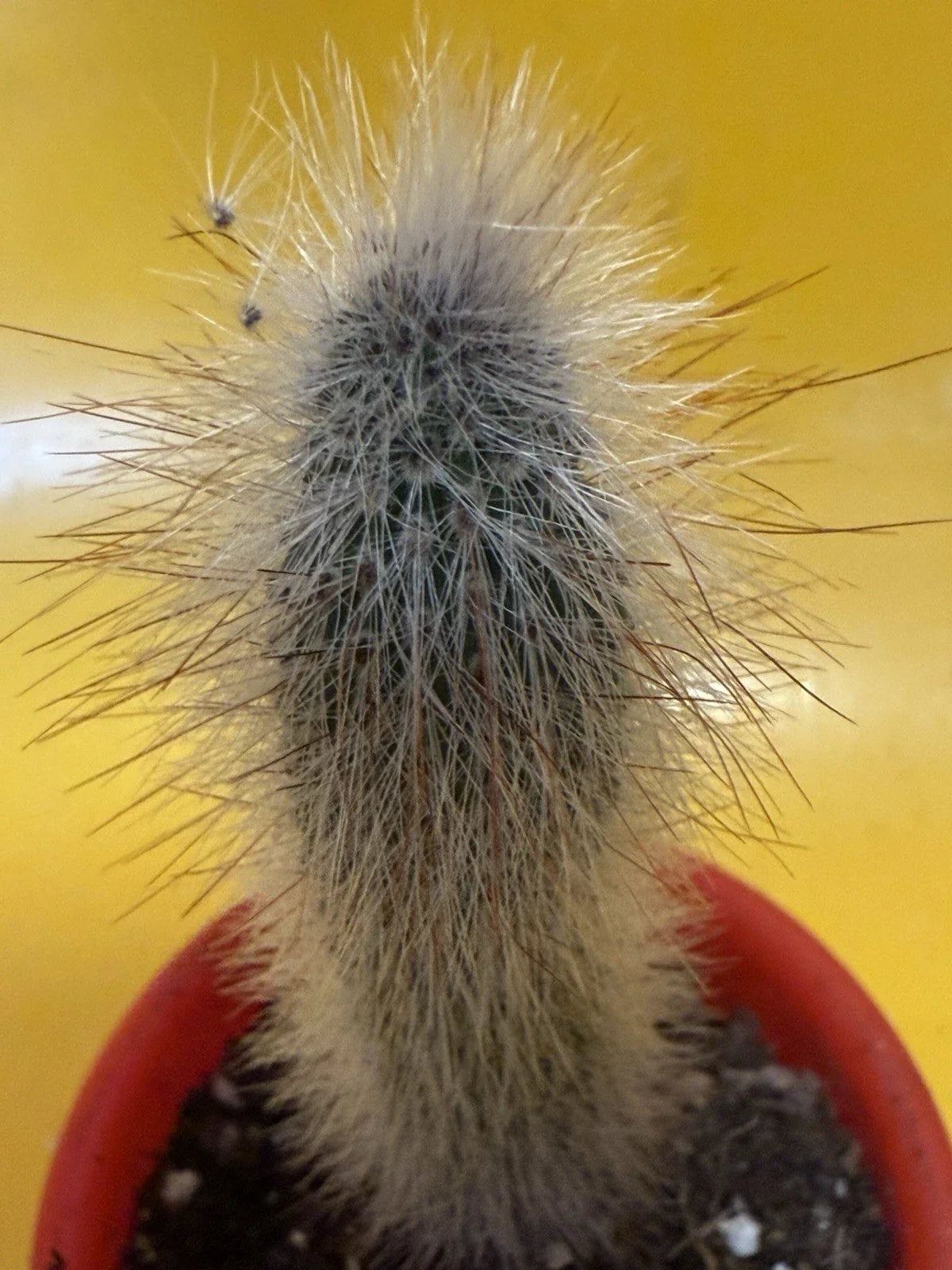 Thrixanthosereus Cullmanianus Cactus Plant | Unique Succulent Variety | Indoor/Outdoor Cactus Decor