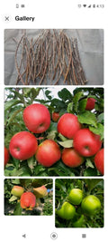 Apple Tree Cuttings 6+1 Free Live Scions for Grafting, Organic, No Roots, Mixed Varieties, Malus domestica