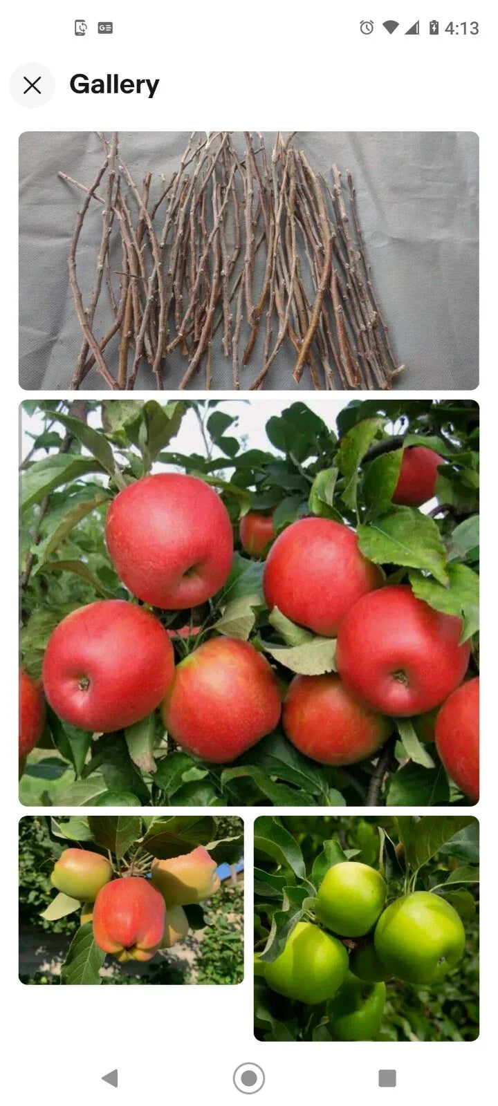 Apple Tree Cuttings 6+1 Free Live Scions for Grafting, Organic, No Roots, Mixed Varieties, Malus domestica
