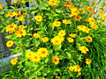 Ox Eye Sunflower Seeds - 301+ Count - Native Wildflower for Summer Garden - Heat & Cold Tolerant (Heliopsis helianthoides)