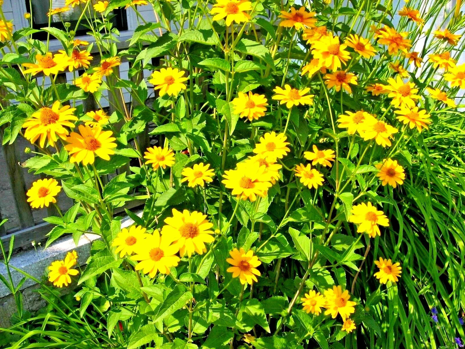 Ox Eye Sunflower Seeds - 301+ Count - Native Wildflower for Summer Garden - Heat & Cold Tolerant (Heliopsis helianthoides)